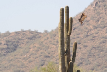 May 22, 2013<br>Great Horned Owl landing sequence